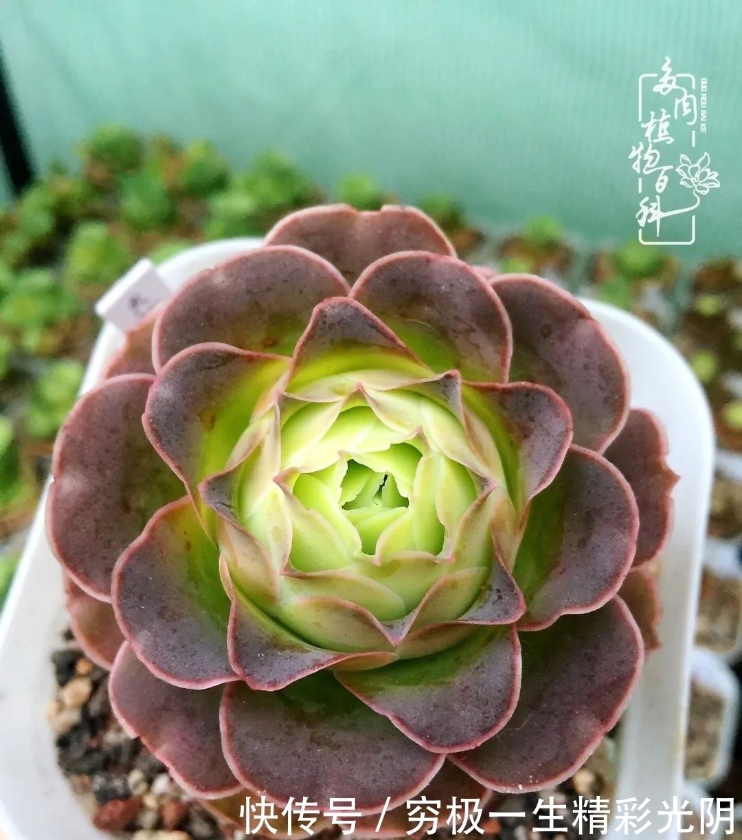 山地玫瑰的那些事儿关于养护过程中遇到的灵魂18问