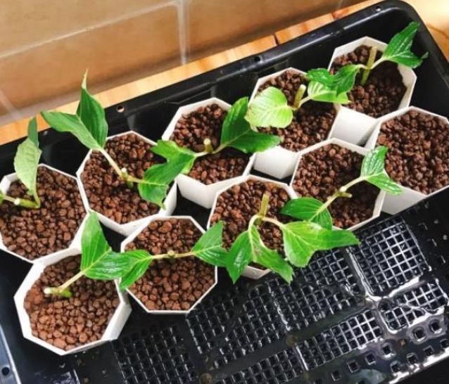 2种东西别嫌脏，用来养花妙极了，盆土疏松开花美，比花肥好使