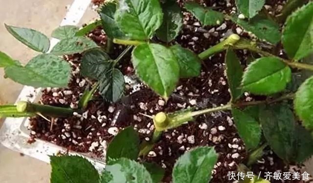 水杨酸|生根剂不用买,用家家都有的“小东西”,2分钟就能制出来