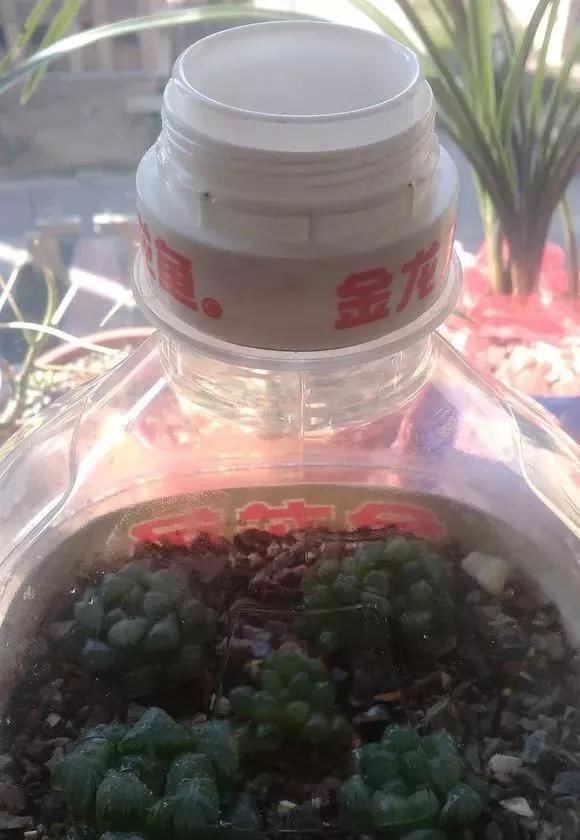 家里|只要家里有油桶,就不用花钱买花盆多肉种在油桶里,叶子胖嘟嘟