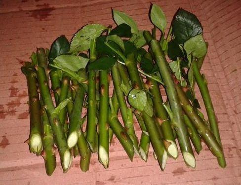 8种花不用花钱买，掐片叶、剪根枝，找个花盆种起来，家里放不下