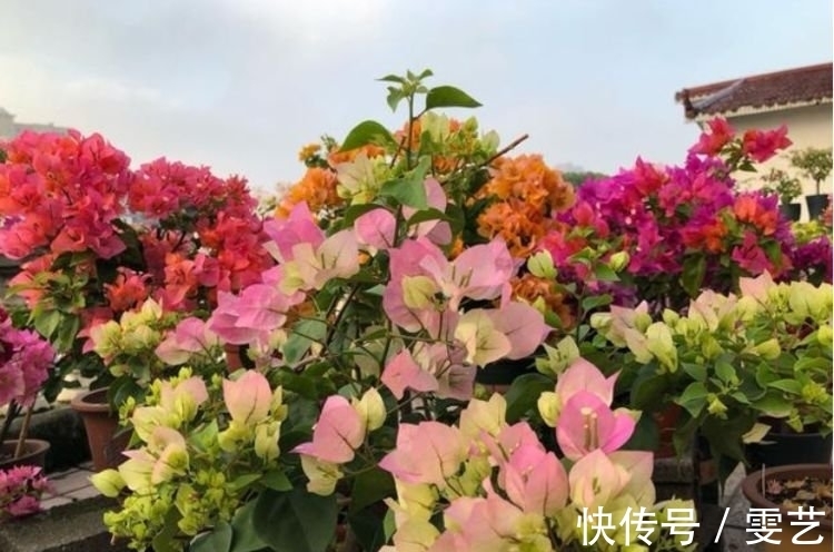 居家就养此款花卉，不闻不问，花开爆盆美如花，花朵大、花期长