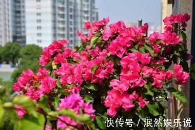 叶子花|阳台养此2种花,开花量比“月季”还大,枝枝满花,耐旱又好养