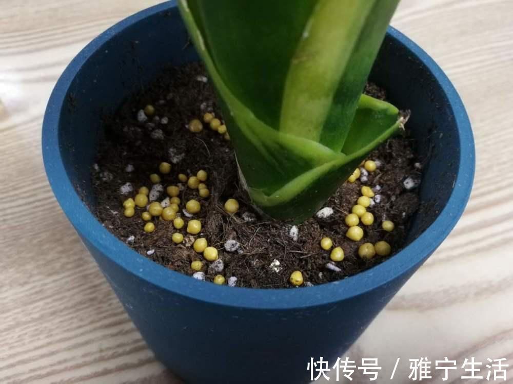 高手|你了解养花肥料吗?肥料知识大全,学会你就是养花高手!