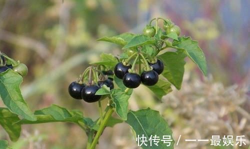 植物|田间一种不起眼的植物,原来还有这么多功效?