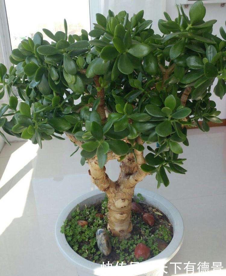 土壤|盆栽玉树,有“3要点”,四季都繁茂叶油绿,枝子更粗壮