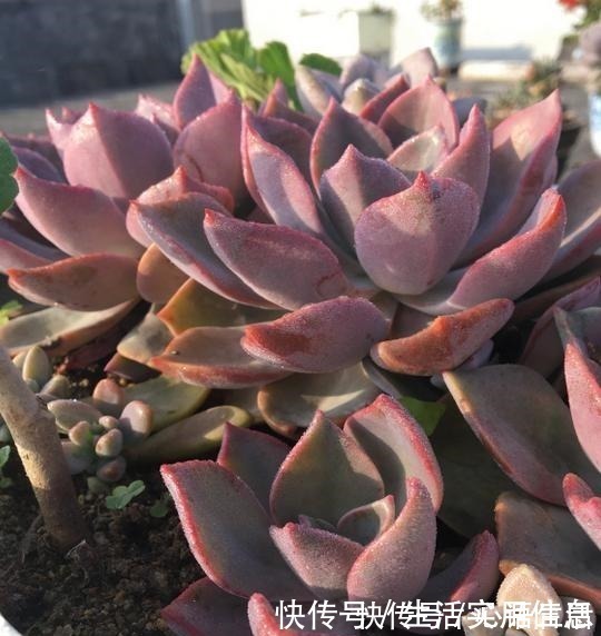 白牡丹|5种超级好养的多肉,如果初次接触多肉,建议不要错过!