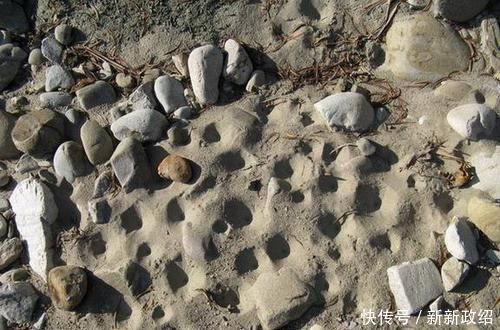 个头不足一公分,儿时常抓来玩,如今上千元一斤