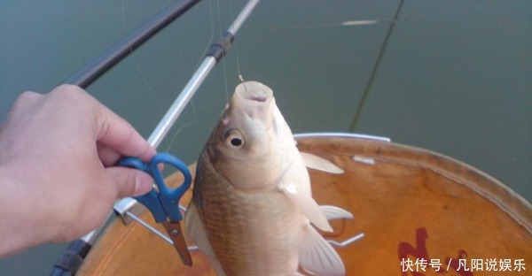 长竿短线|冬钓鲫鱼基本规律,觉得冬季鱼难钓,那是这些基本套路没掌握!