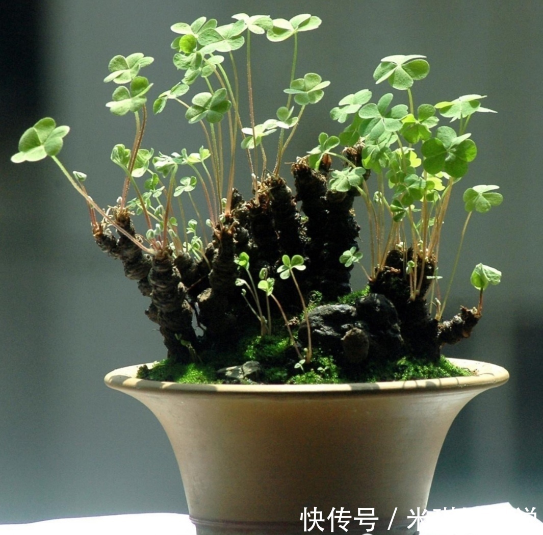花盆|4种普通的小植物，挖回来做成“小盆景”，摆在桌面上清新自然
