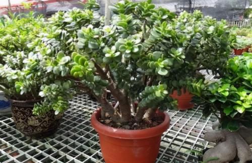 养花有“4要求”,不懂得的人,别再说自己会养花了