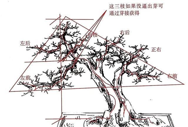 一盆九里香,阳台香飘飘,6款盆景造型玩法,哪一款受你青睐