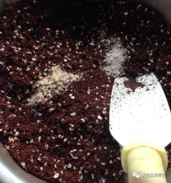 黄化病|总烂根黄叶,盆里撒一把它,不管多难养,很快能冒芽冒花!