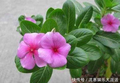 适应能力|长春花这样修剪,花越来越多,开成花球太惊艳,邻居红了眼