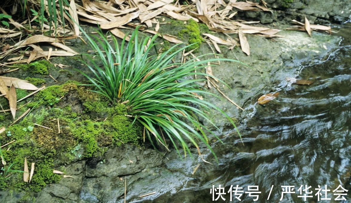 穿骨七|河边一种香草，专门长在石头上，它是有名的“穿骨七”30元一斤