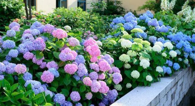 黄叶|5种“漂亮花”,夏天“使劲浇”,缺水就黄叶,不是勤快人,别养