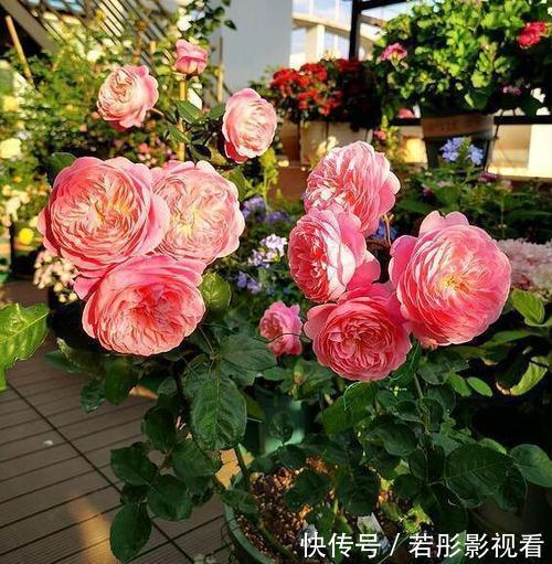 铁线莲|买花也要看日子,时候不对养不活白费力,附6种常见花卉入手时间