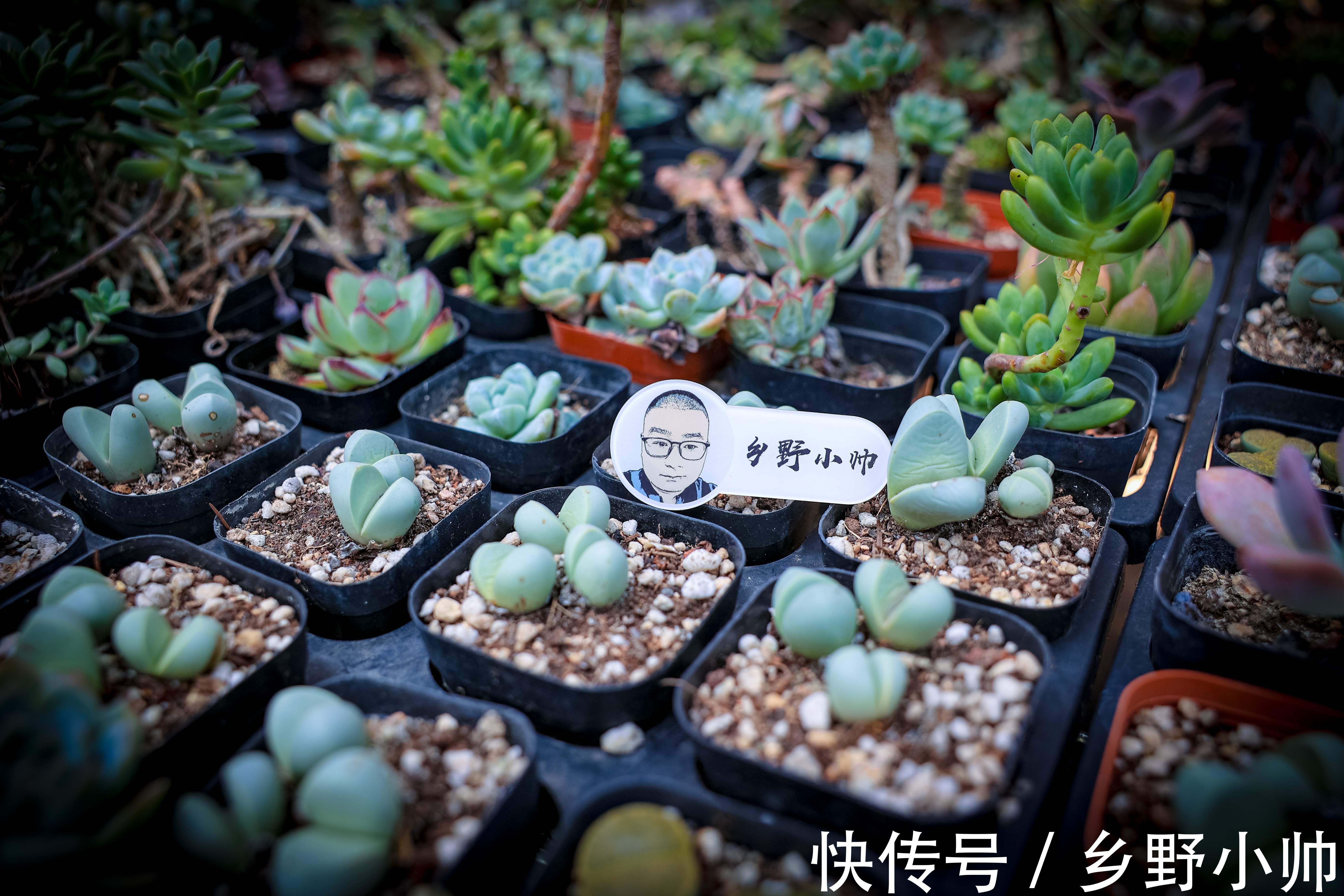 枯叶子|秋天越来越近,这几种情况先不要拿出去晒太阳,暂缓一步会更好