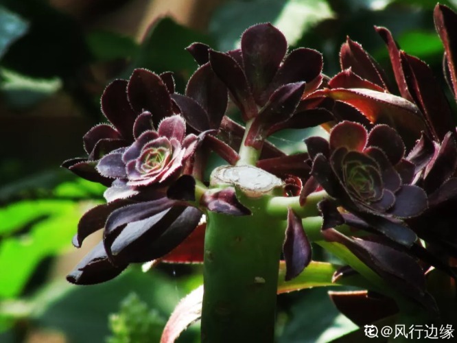 多肉快速爆盆法,这里的叶子快摘掉,效果立竿见影!