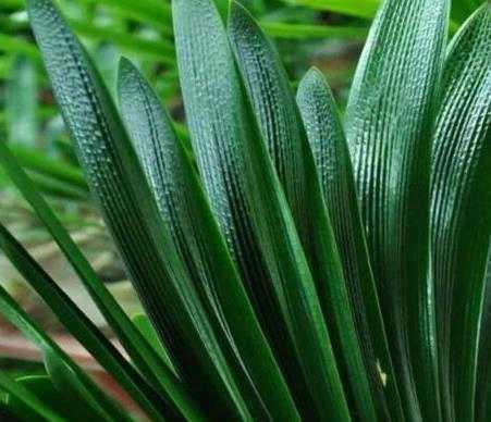 君子兰重在养根,水肥要注意,养出肉质根自然枝叶绿