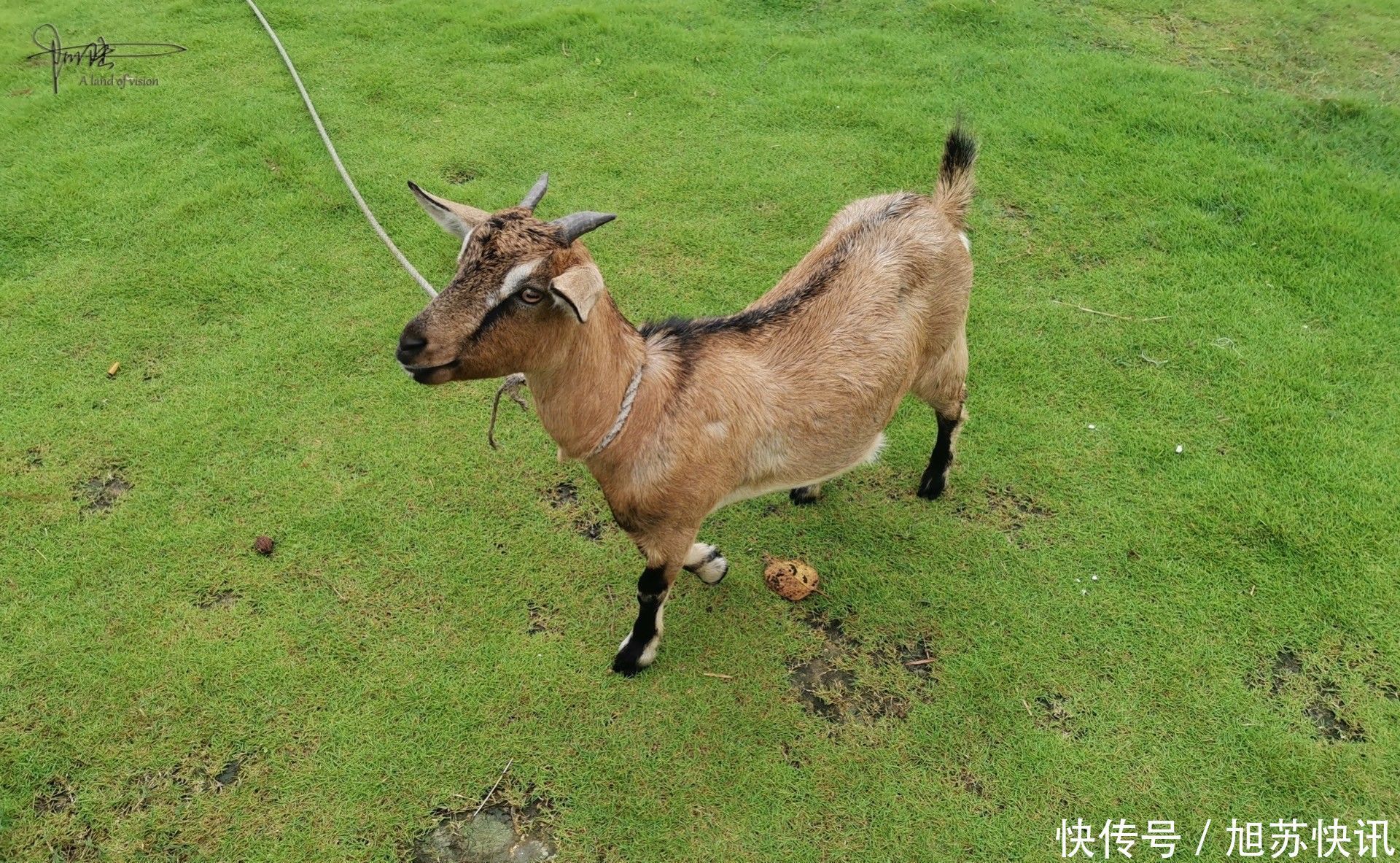 岛上|在大嵛山岛上一个比较“荒芜”的游客中心，遇见一只羊