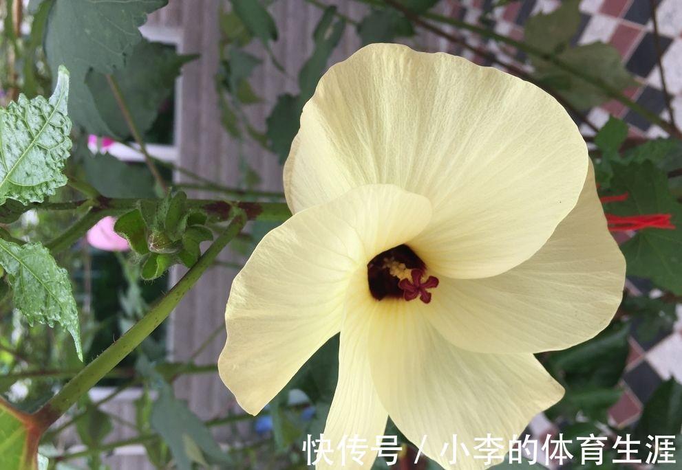 养花试试这几款,花色丰富,开花超级勤快