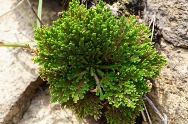 悬崖|悬崖上一种“还魂草”,挖回家养盆里,2年长成盆景,很值钱