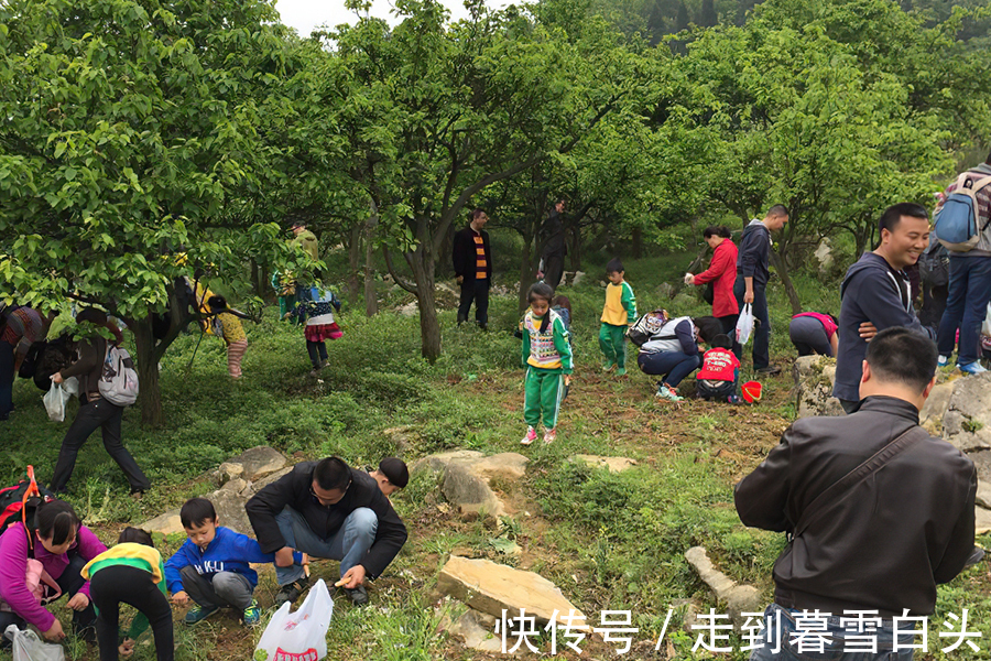 野果|入侵我国多地泛滥，家畜食用经常中毒，如今却成了“高端”野菜