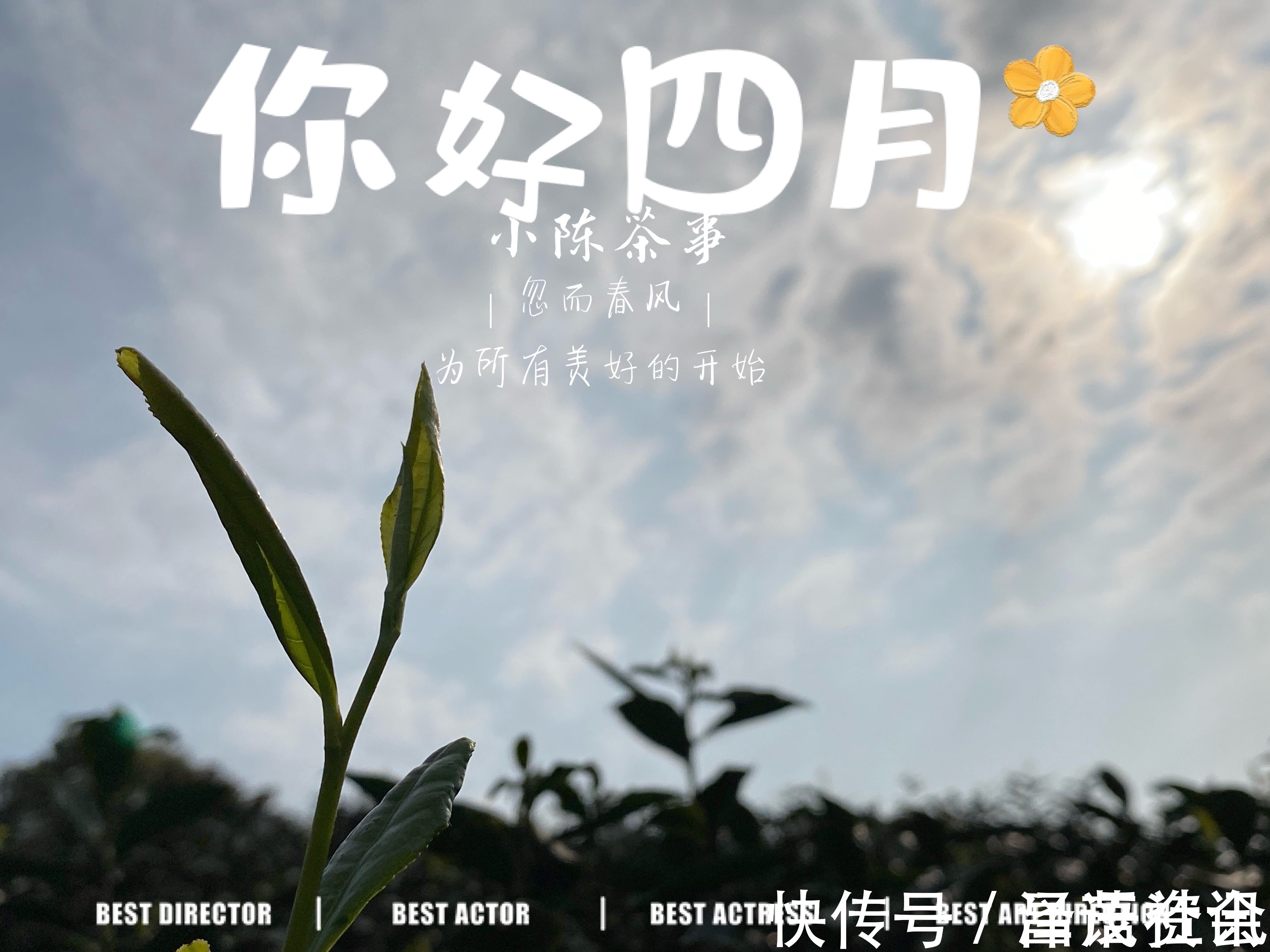 白毫银针@白茶圈令人迷惑的操作，有人心急想“买早”，有人淡定想“买老”