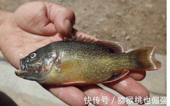 太阳鱼入侵南方多地,比罗非鱼更厉害,却有致命弱点:刺少肉嫩
