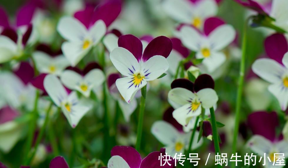 角堇|秋天去种这种花，整整半年有花看，花型奇特五颜六色