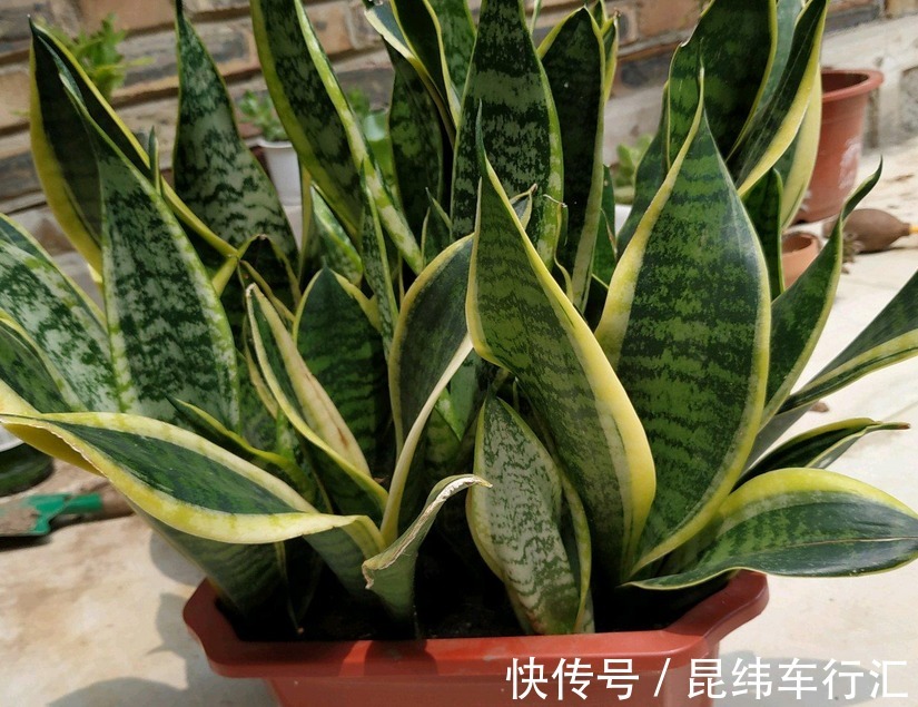 虎皮兰生长缓慢、盆栽不旺盛？早点用上这玩意，半年就长爆盆