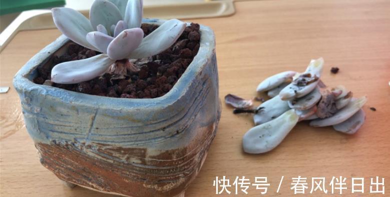 叶子|夏季天热,多肉易黑腐化水?别着急,学会这些问题统统能搞定