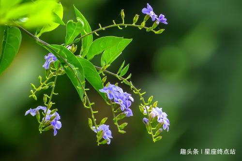 牛女|嘴硬心软！脾气不好，但内心非常善良，心地很软的四大生肖女