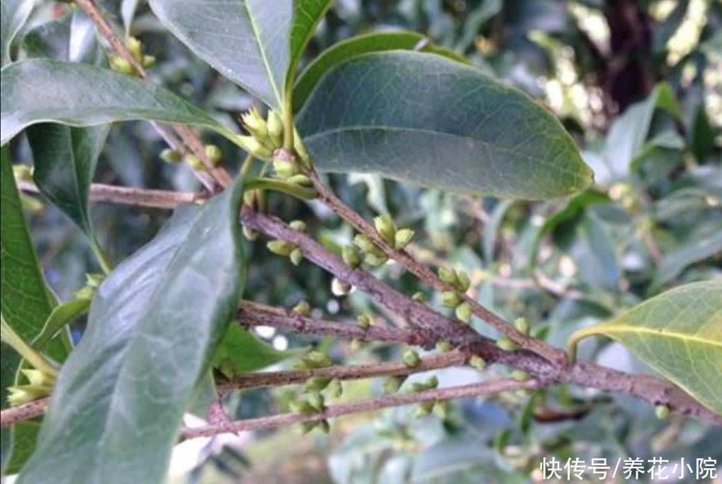 秋天|天气转凉,入手5种花,养一段时间就能长满花苞