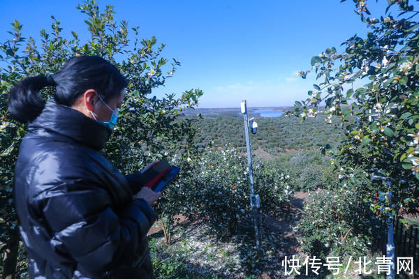 光山：油茶花开引客来