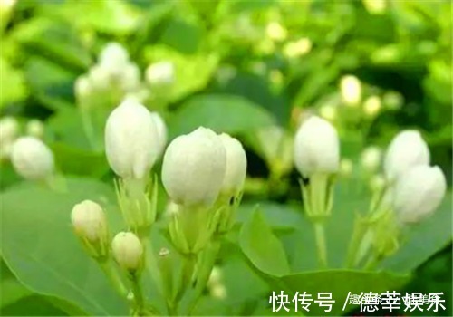 肝阳|女性到了中年常吃4种食物，排毒养颜，调经补血，营养又滋补子宫