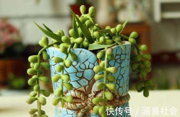 虹之玉|3种多肉，天热少浇水，养护成“老桩”，欣赏价值高
