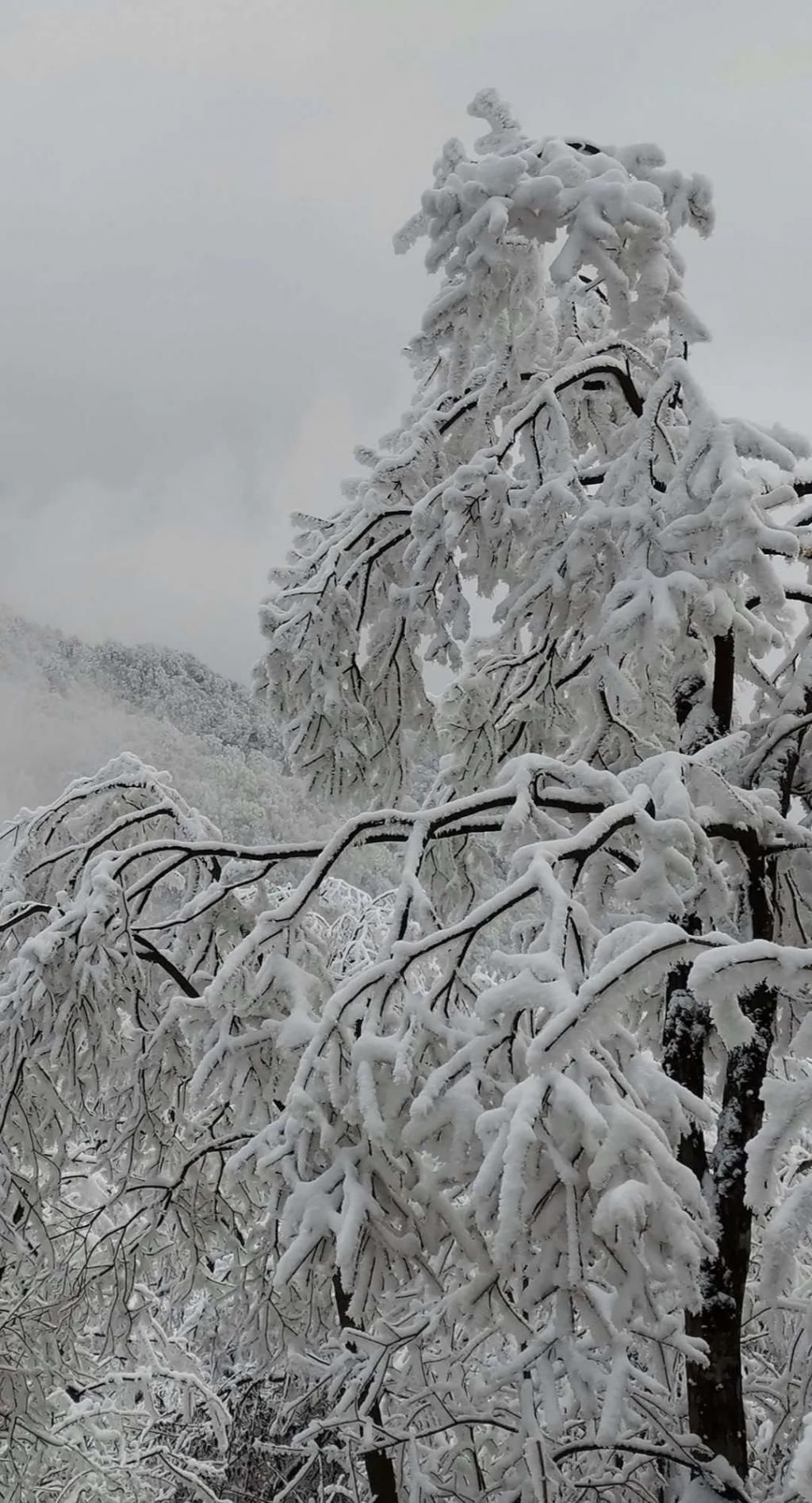 地方|汶川下雪了！这些地方，你最想去哪个？