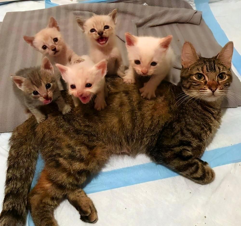 直立人|为什么动物分娩后代那么轻松,人类生孩子却疼得撕心裂肺?