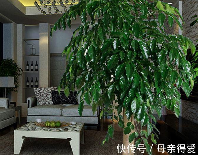 家里养4种观叶树,大气,档次,空气一级棒