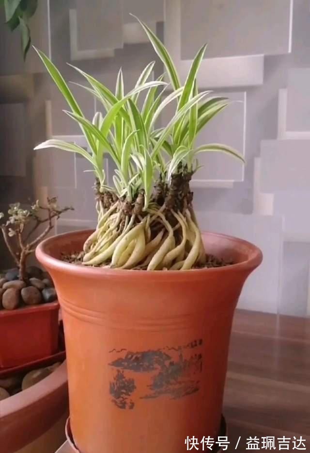 发酵淘米水臭气熏天,里面加点小东西,发酵快没异味,养花真棒