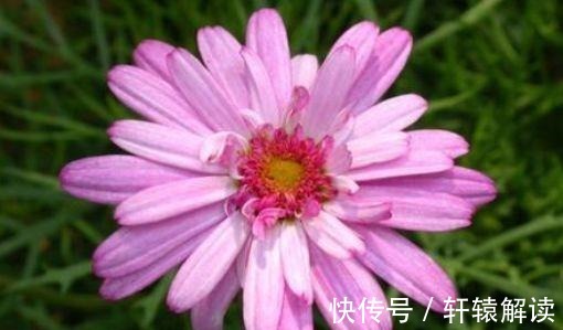 农历7月18号起,最适合养这些花,花芽呼呼钻,烂漫迷人眼