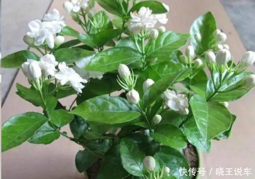 4种盆栽花卉,号称“香香公主”,家里养一盆,连香水都省了!