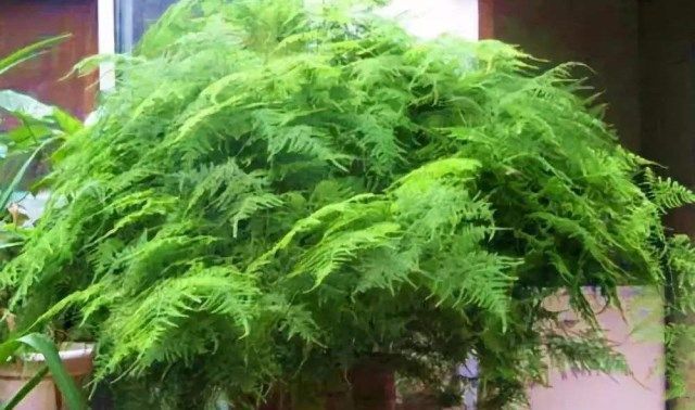 养花试试这几款，能有效消毒和除尘，让住在附近的人感觉非常舒适