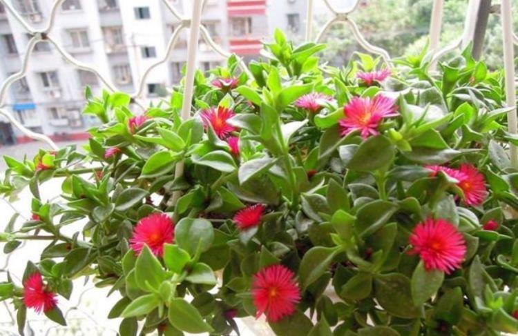 心叶日中花|4种花养家里,多姿多彩、美轮美奂,不用管也能长得旺,开花不断