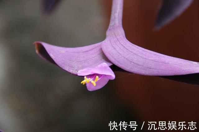 扦插|紫竹梅扦插有技巧，做好几点，生根快，轻松一盆变多盆