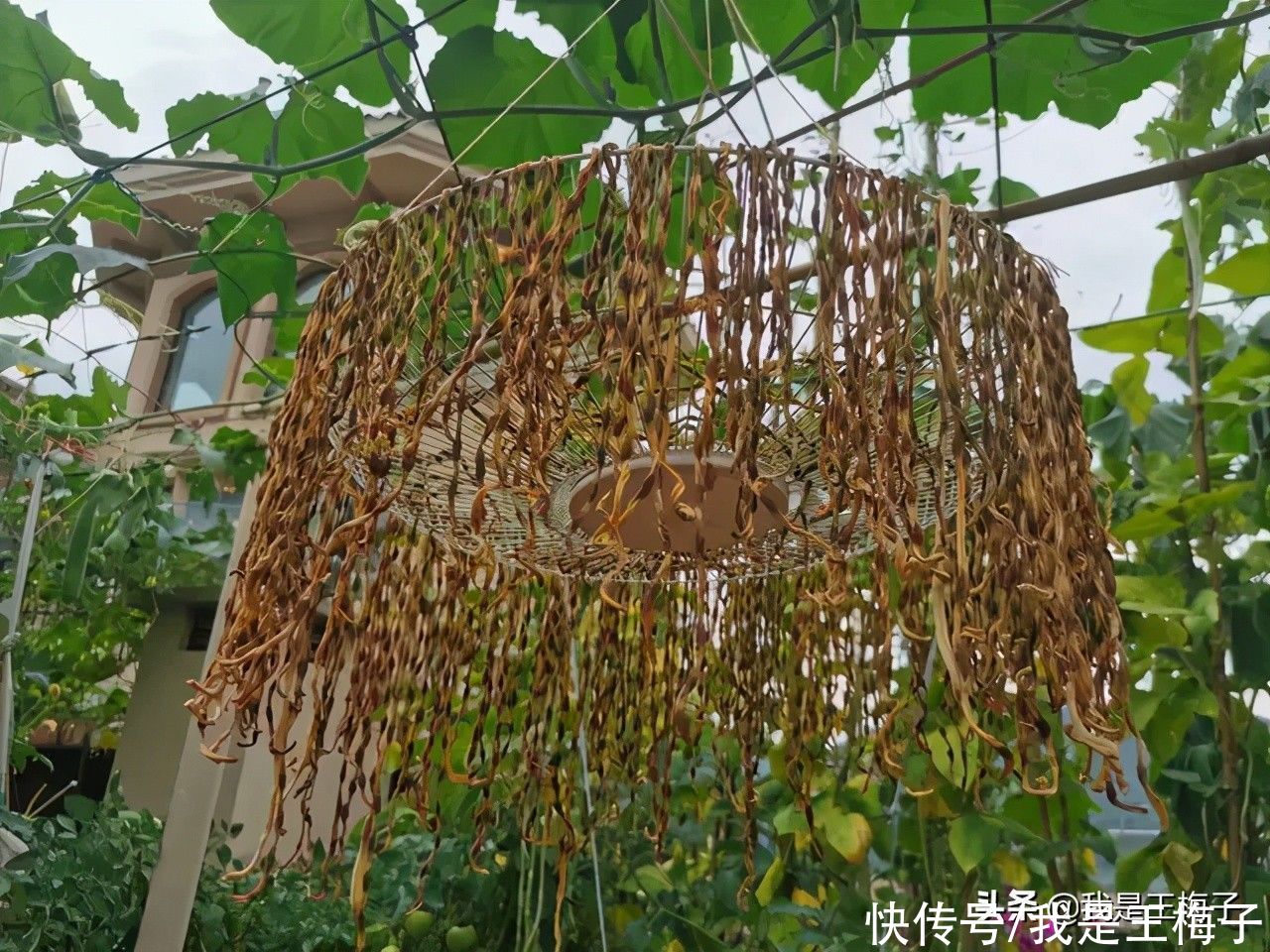 黄花菜|夏天,这5种蔬菜不拿来晒干就可惜了,正当季又便宜,炖肉吃特香