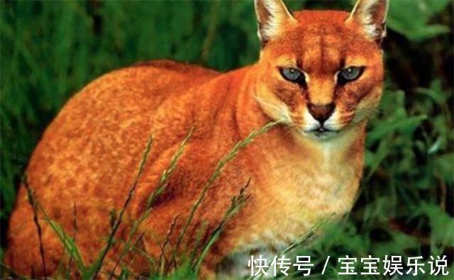 亚洲$古代猛兽''彪''是何物可轻松杀死老虎,2005年后我国仅拍到3次