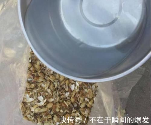 腐叶土|3种“废物”捡回家,扔花盆里,土肥的流油,养花猛长不含糊